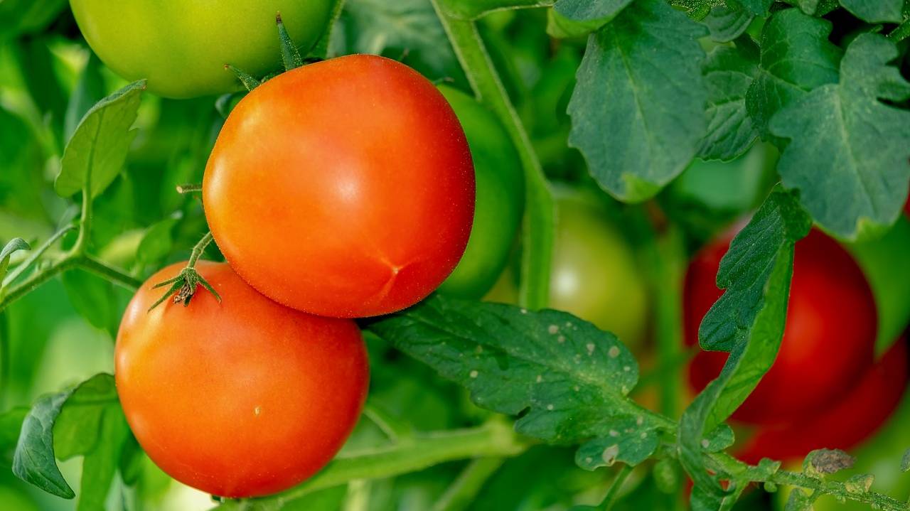 tomatoes-3702925_1280