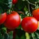 tomatoes-5566741_640