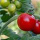 tomatoes-7434956_1280