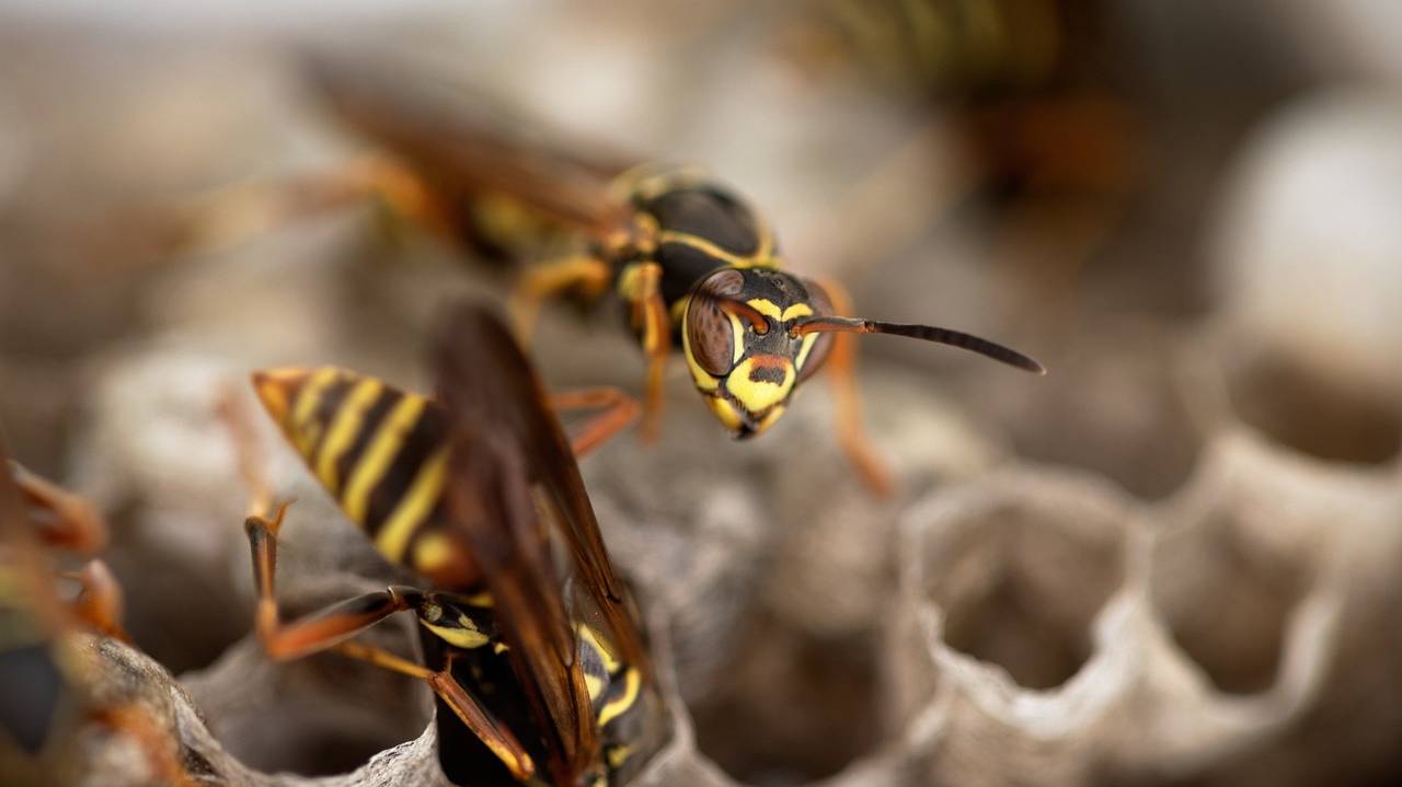 wasps-7369068_1280