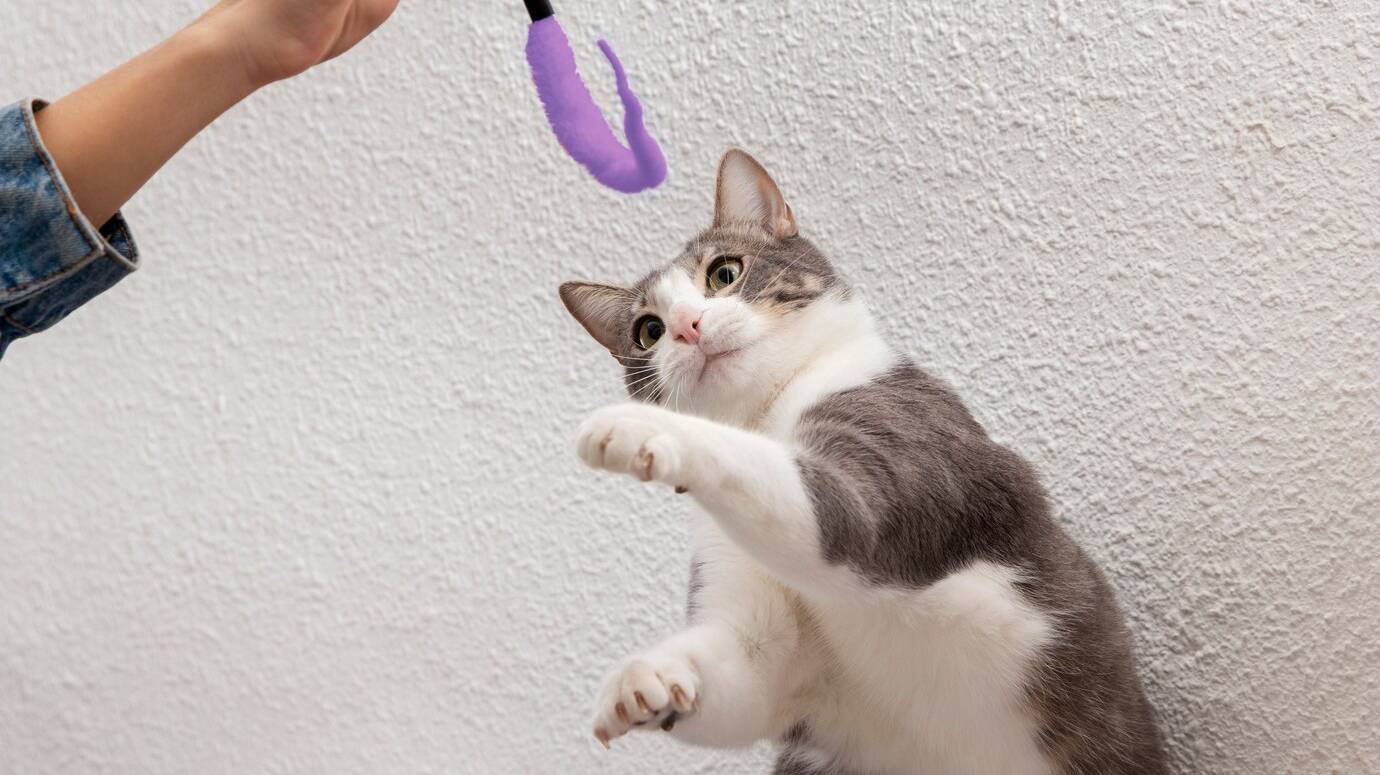 adorable-kitty-being-playful_23-2149167102
