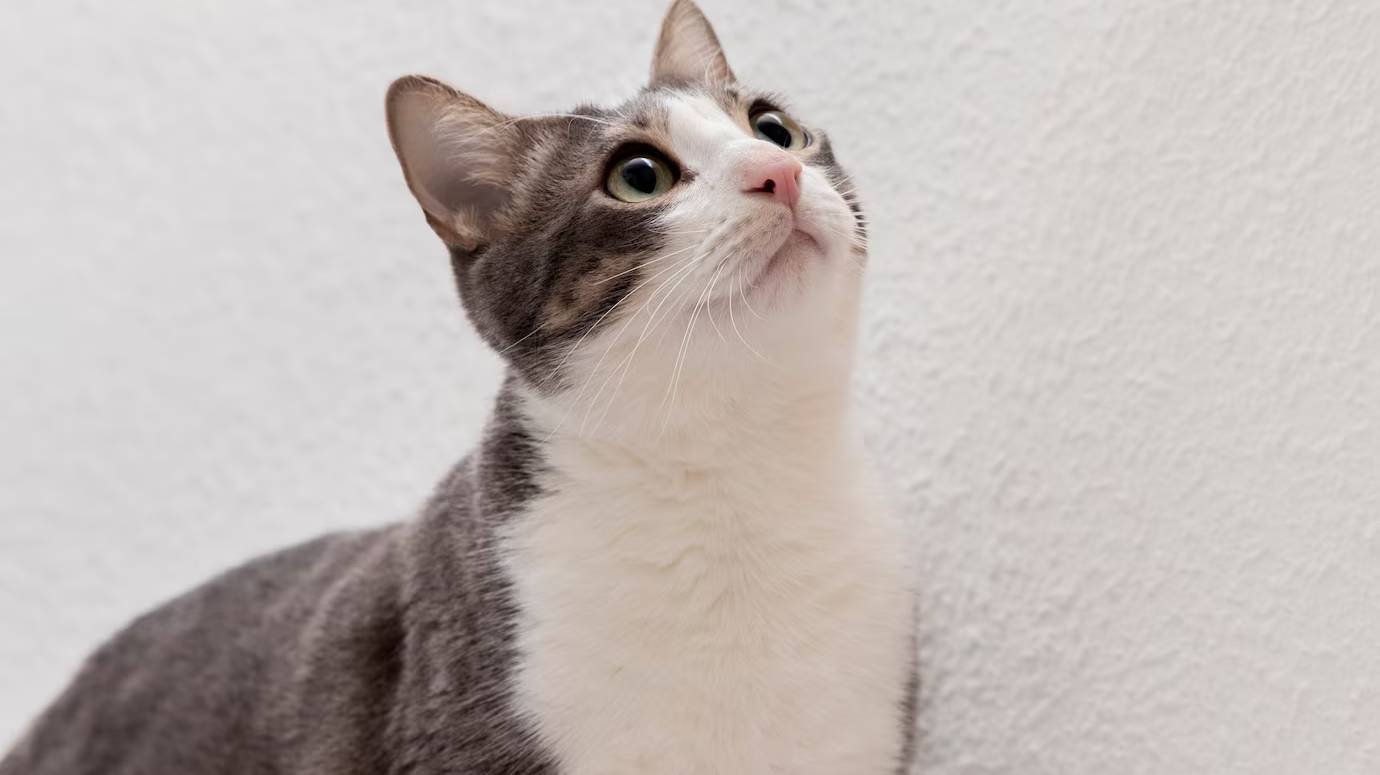 adorable-kitty-looking-like-it-want-hunt_23-2149167099