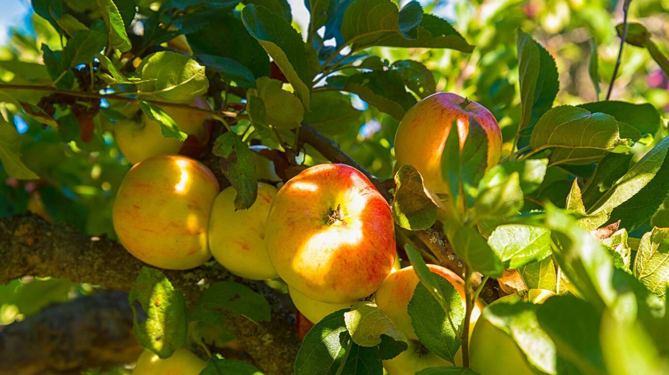 apples-apple-tree_181624-16146
