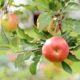 apples-treee_144627-2115