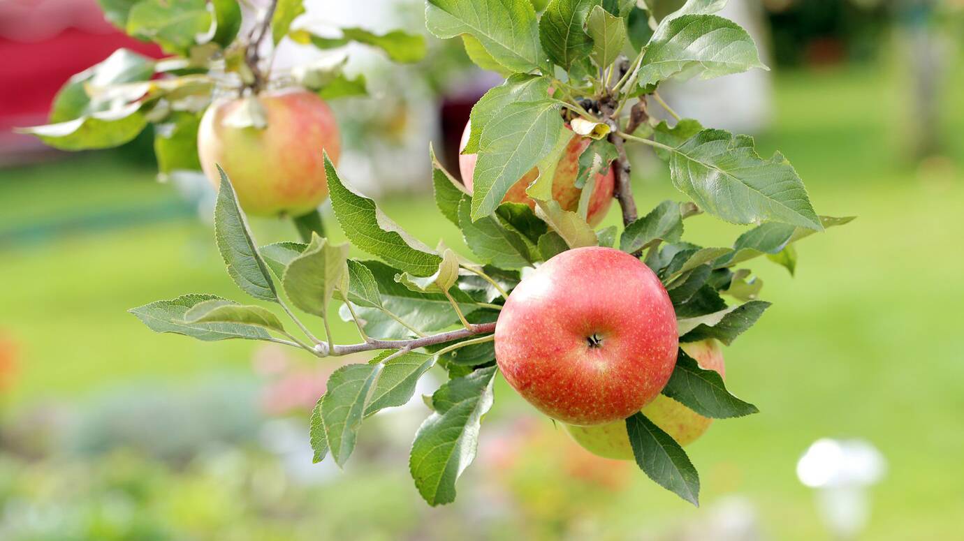apples-treee_144627-2115 apples-treee_144627-2115