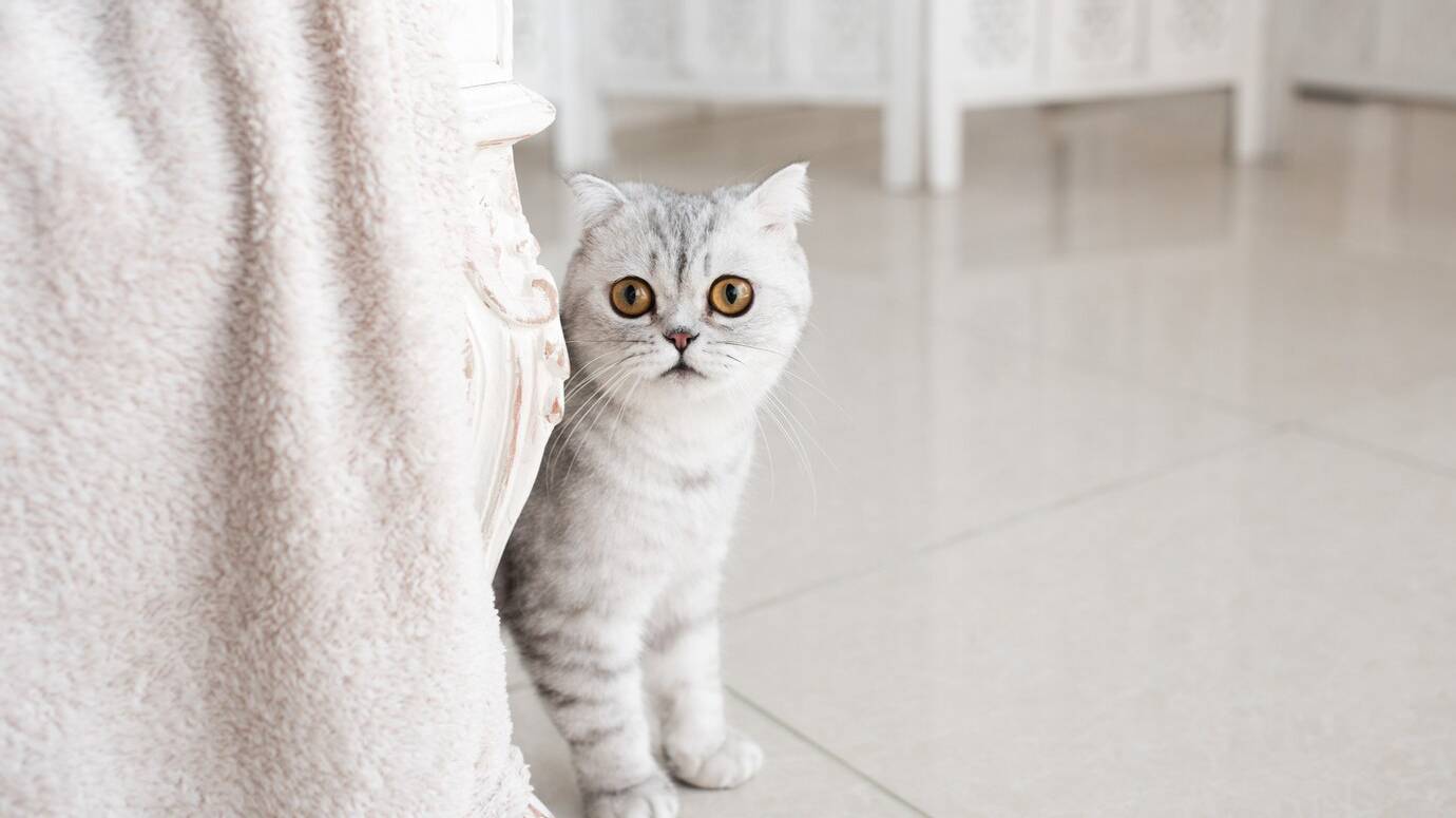 beautiful-grey-tabby-cat-with-yellow-eyes-stands-white-floor_8353-7259