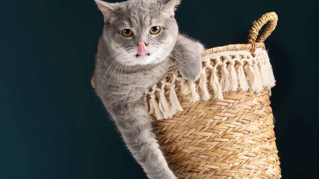 beautiful-pet-portrait-cat_23-2149218507