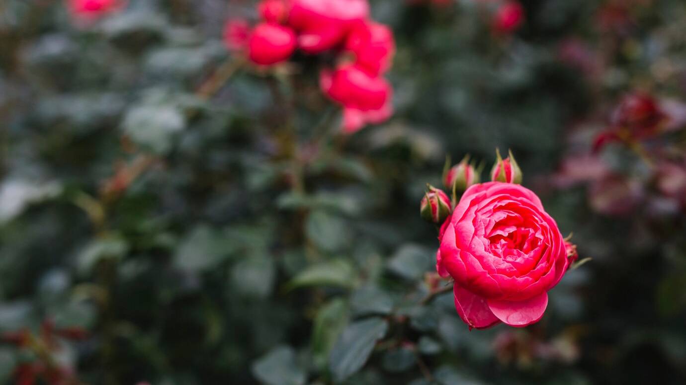 beautiful-pink-peony-flower-garden_23-2147924897