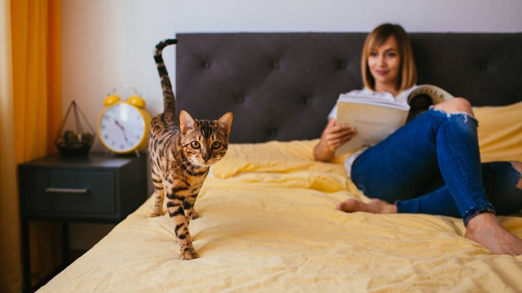 bengal-cat-comes-woman-while-she-reads-bed_8353-525