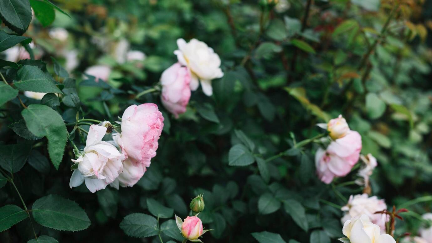 blooming-white-pink-flowers-with-green-leaves_23-2147924885