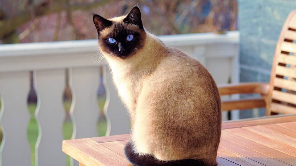 cat-2068462_960_720