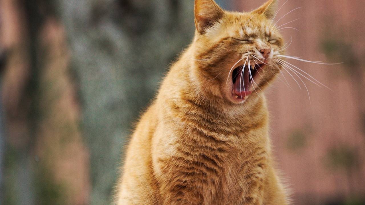 cat-4218424_1280