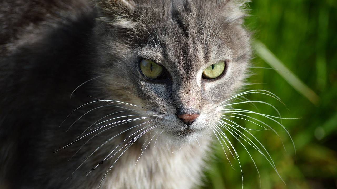 cat-8005275_1280