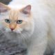cat-8257177_1280