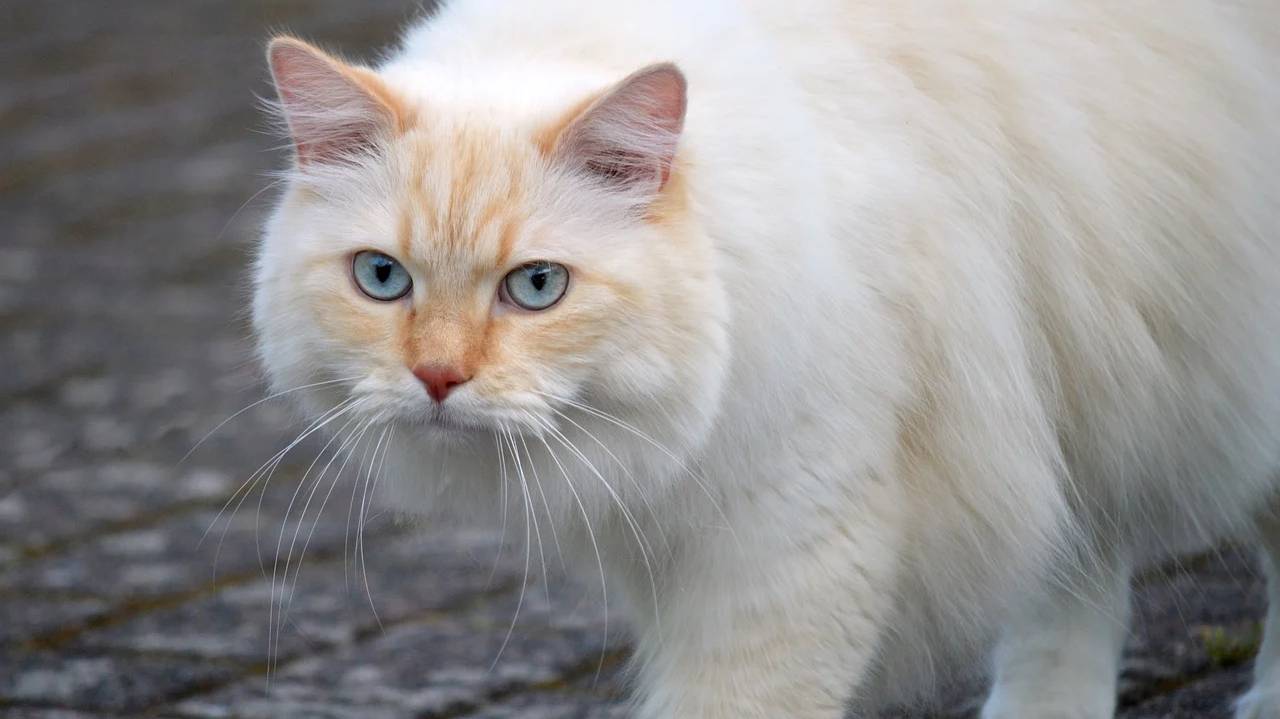 cat-8257177_1280 cat-8257177_1280
