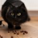 cat-playing-dirty-home_23-2149248491