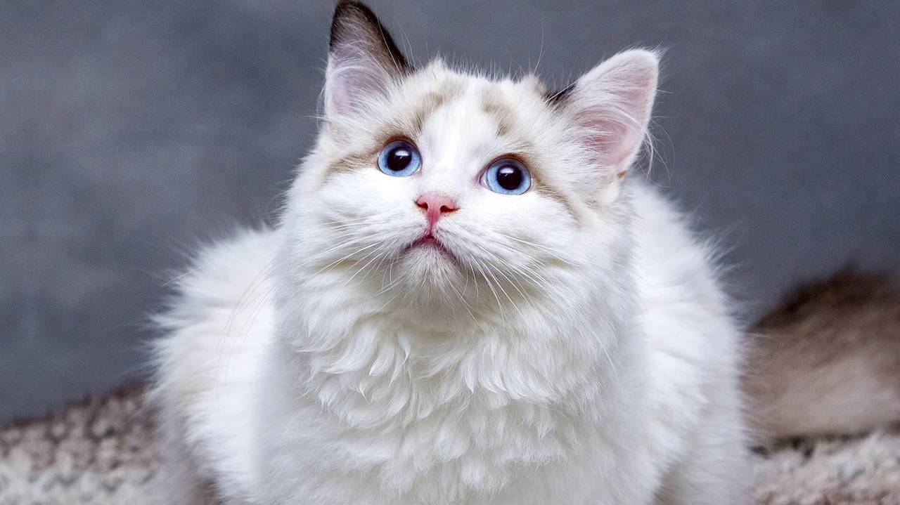 cats-8096304_1280