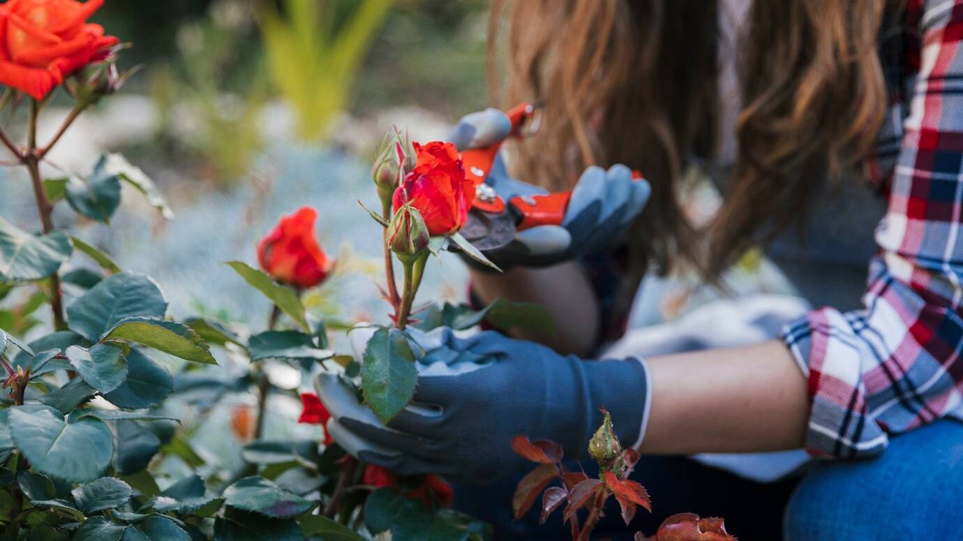 close-up-female-gardener-s-hand-trimming-red-rose-from-plant-with-secateurs_23-2148165176