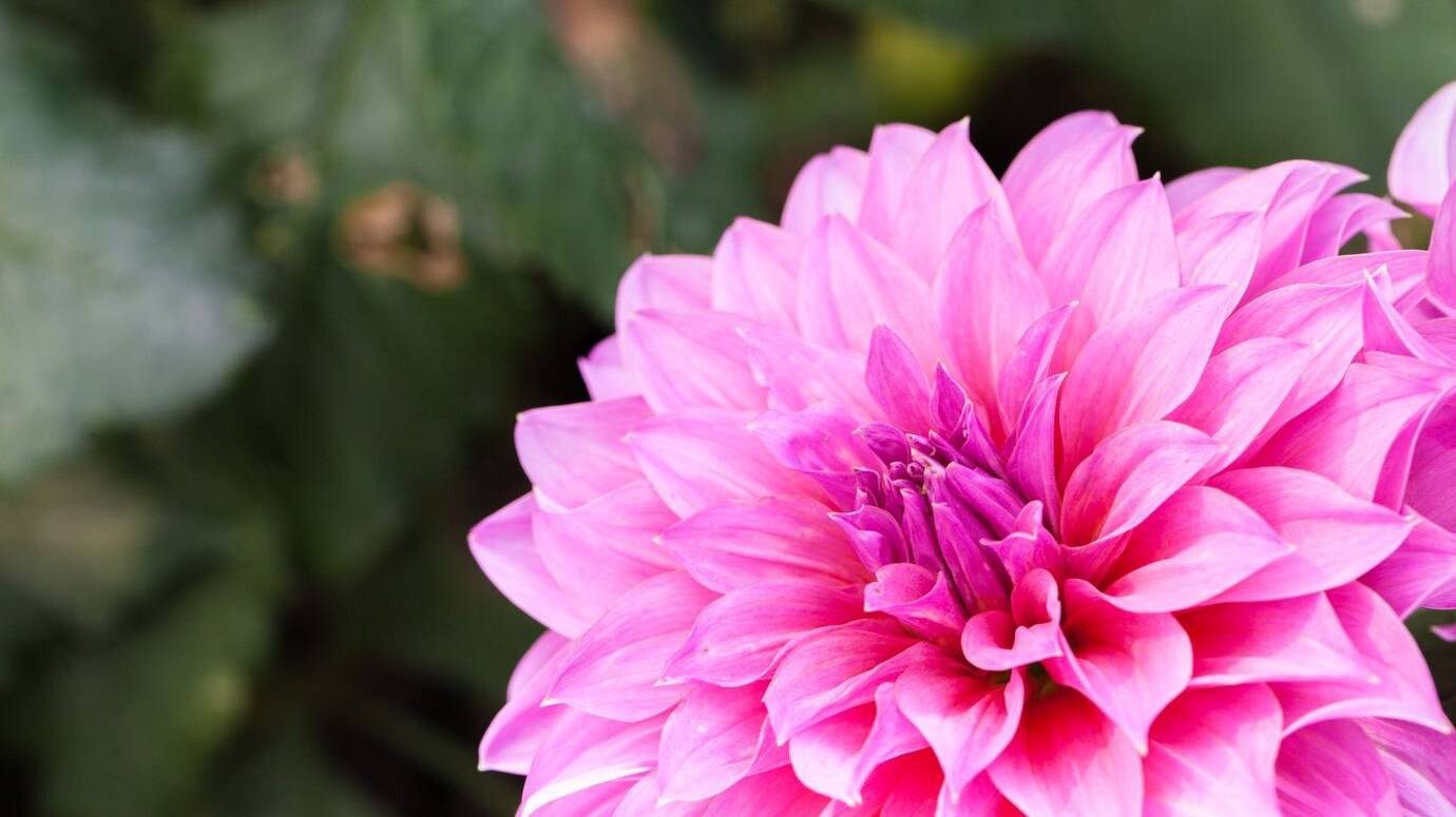close-up-macro-flower_1404-450