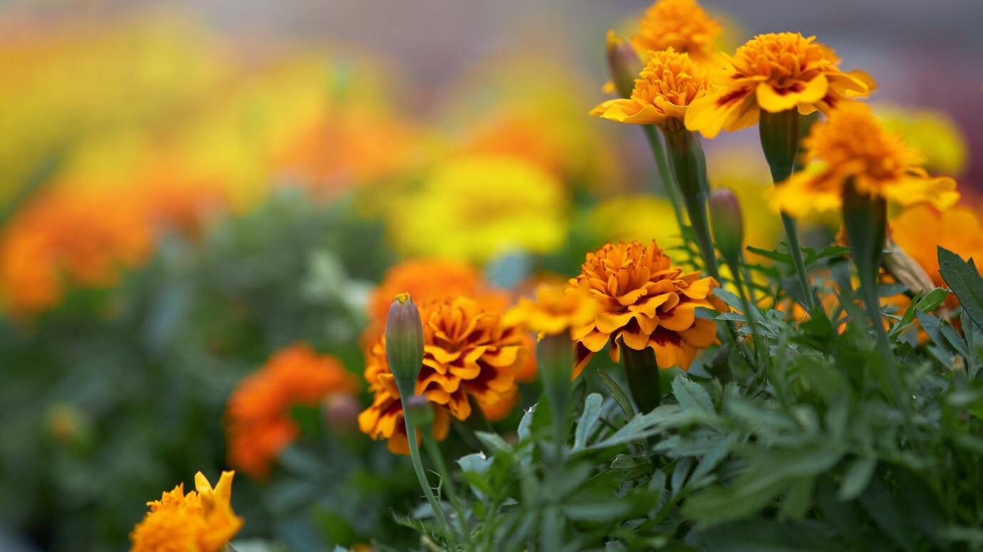 close-up-marigold-blooming-pots-greenhouse_7502-7730