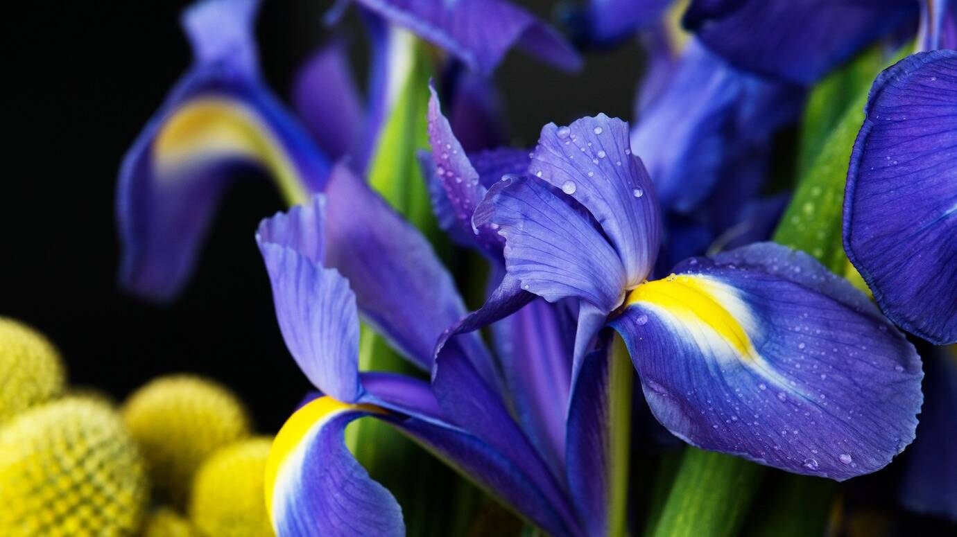 closeup-irises-flower_53876-14690