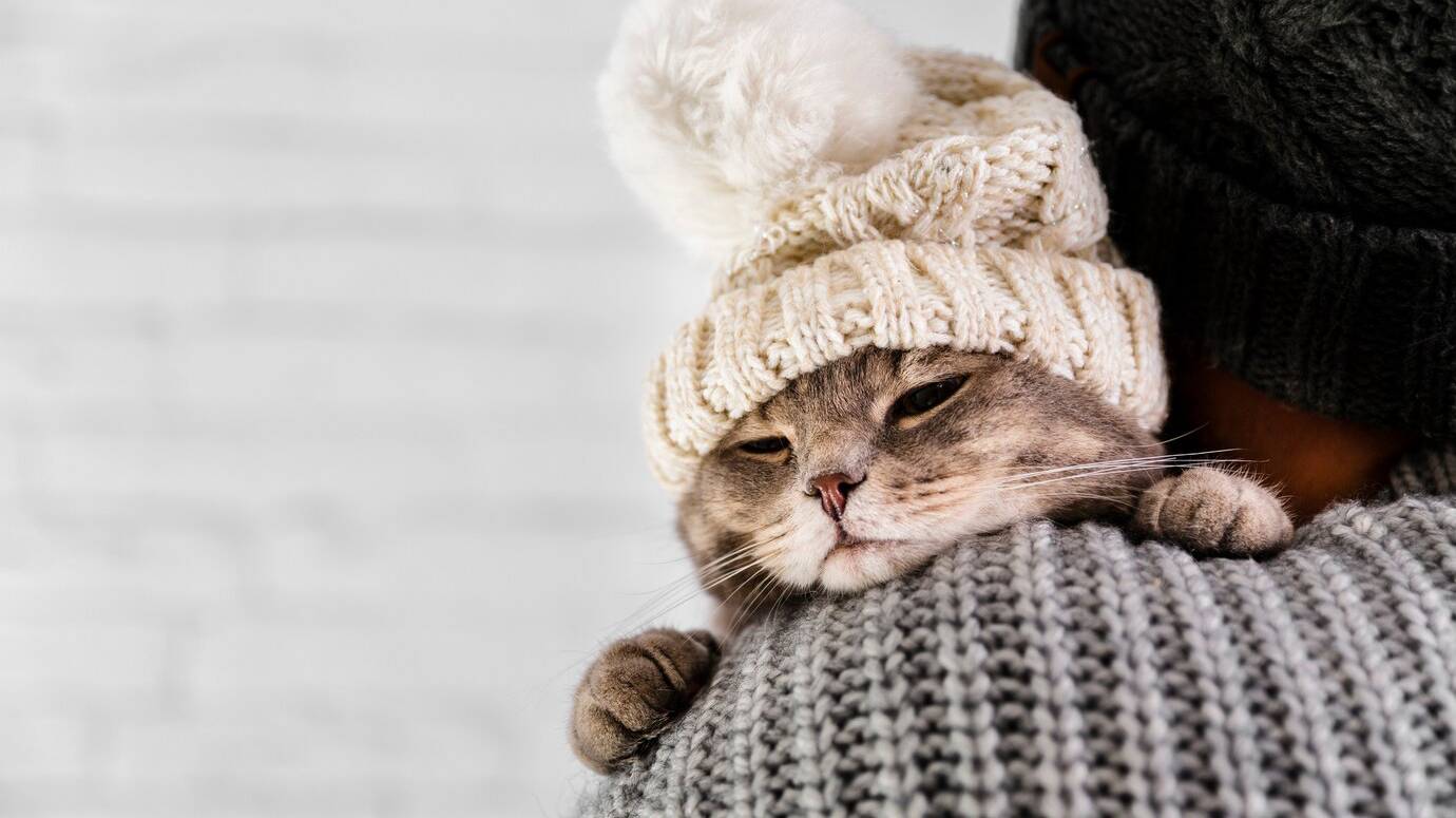 copy-space-cute-cat-wearinf-fur-cap-winter_23-2148348037
