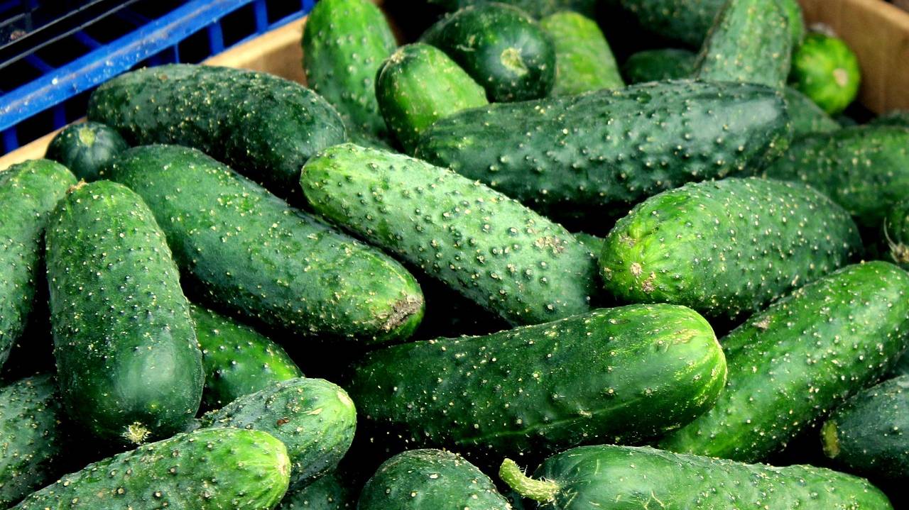 cucumbers-7258277_1280