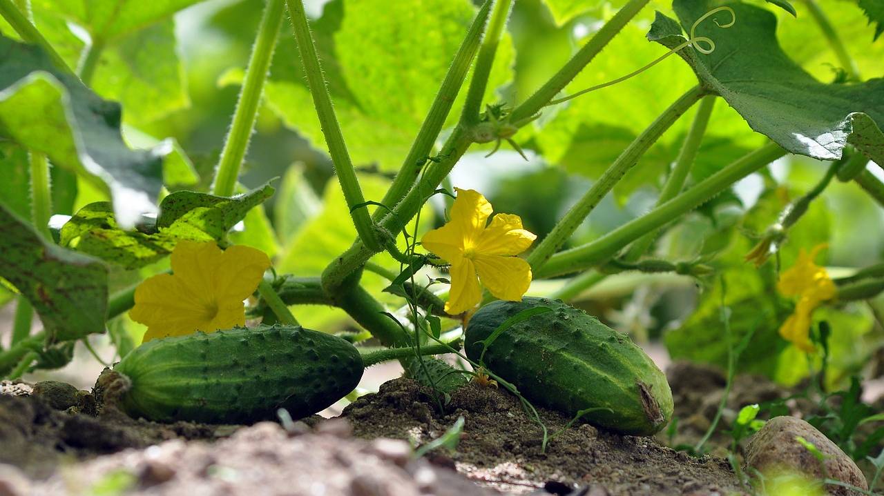 cucumbers-7322966_1280 cucumbers-7322966_1280