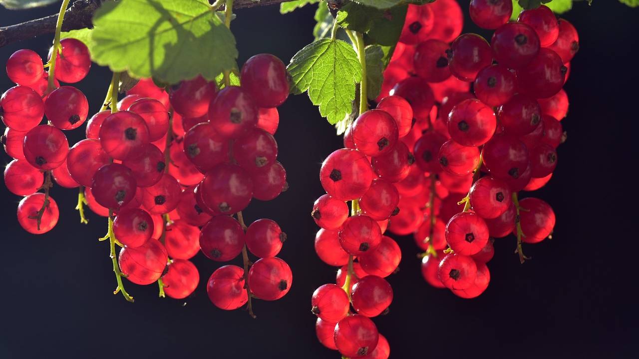 currants-3538617_1280