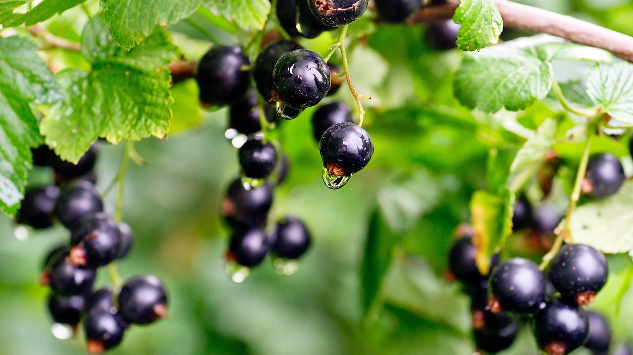 currants-6991897_1280