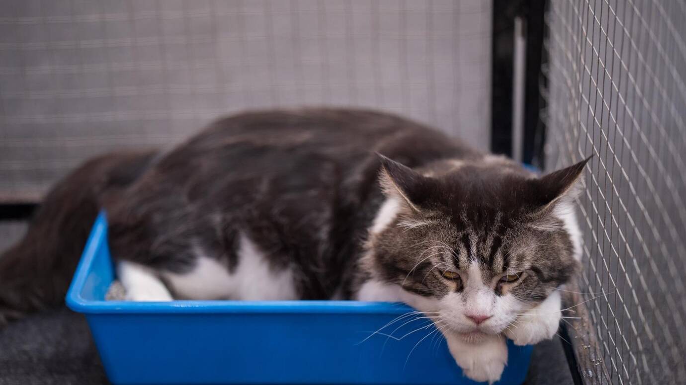 cute-bicolor-cat-resting-small-blue-box_181624-56648