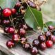 delicious-cherries-wooden-bench_23-2148230529
