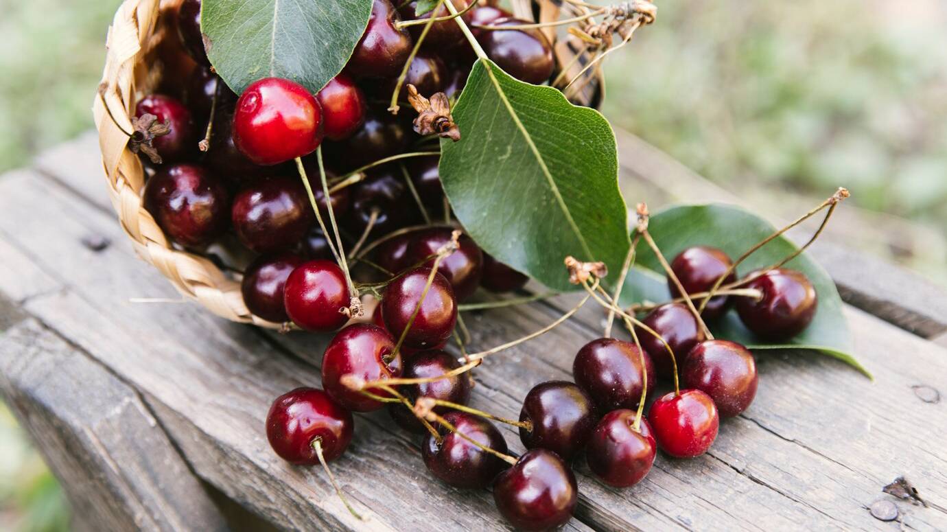 delicious-cherries-wooden-bench_23-2148230529 delicious-cherries-wooden-bench_23-2148230529