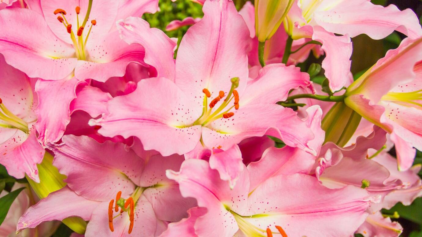 flower_1404-556