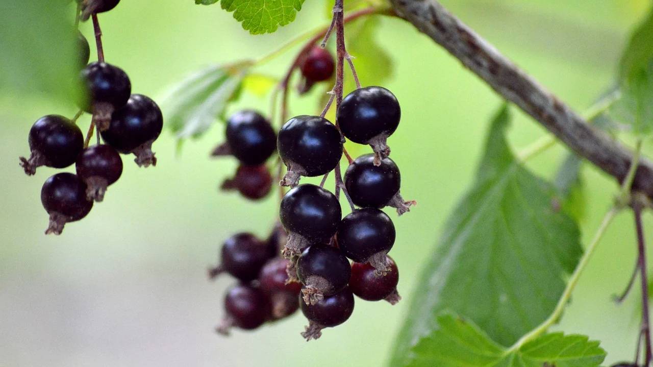 fruit-8160703_1280 fruit-8160703_1280