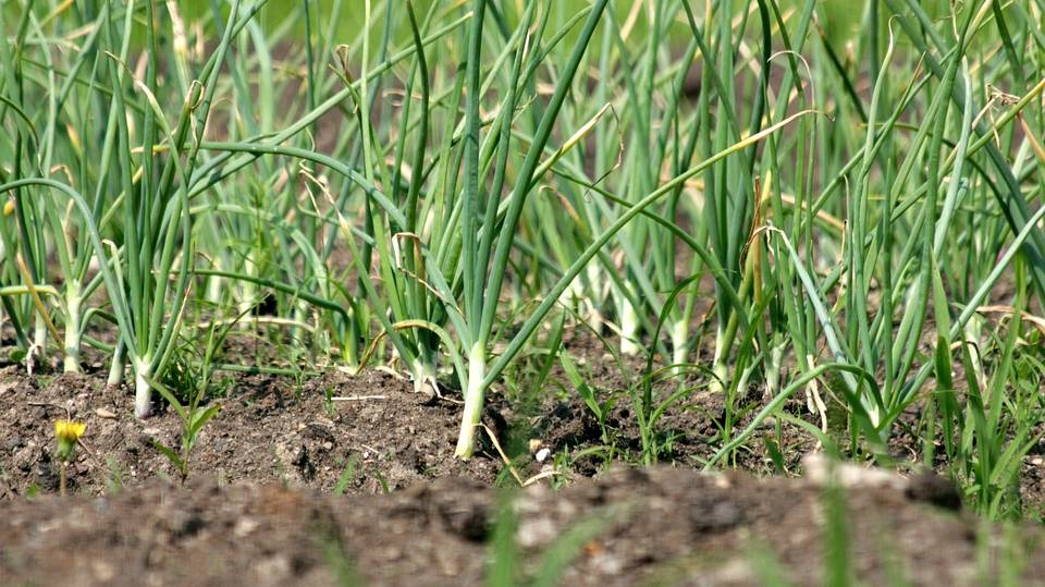 garlic-3774015_960_720