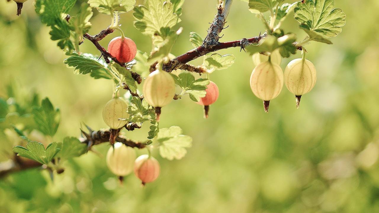 gooseberry-176450_1280