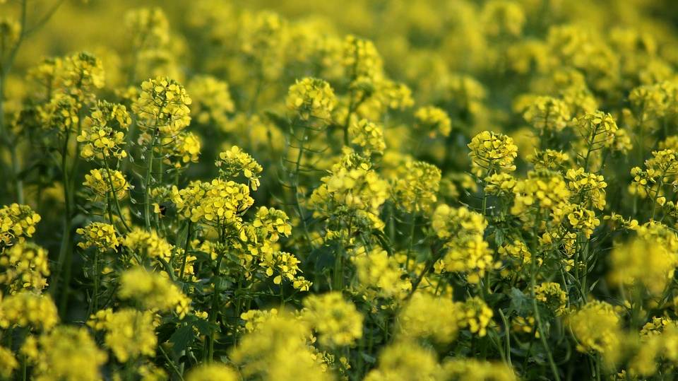 green-manure-4536874_960_720 green-manure-4536874_960_720