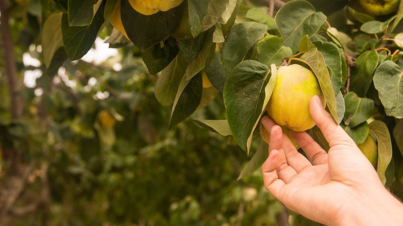 hand-holding-yellow-pear-quince-natural-organic-fruits_1391-286 hand-holding-yellow-pear-quince-natural-organic-fruits_1391-286
