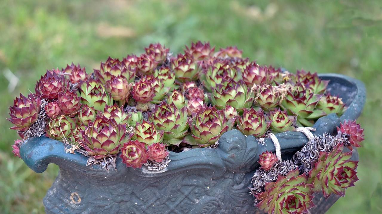 houseleek-5494984_1280