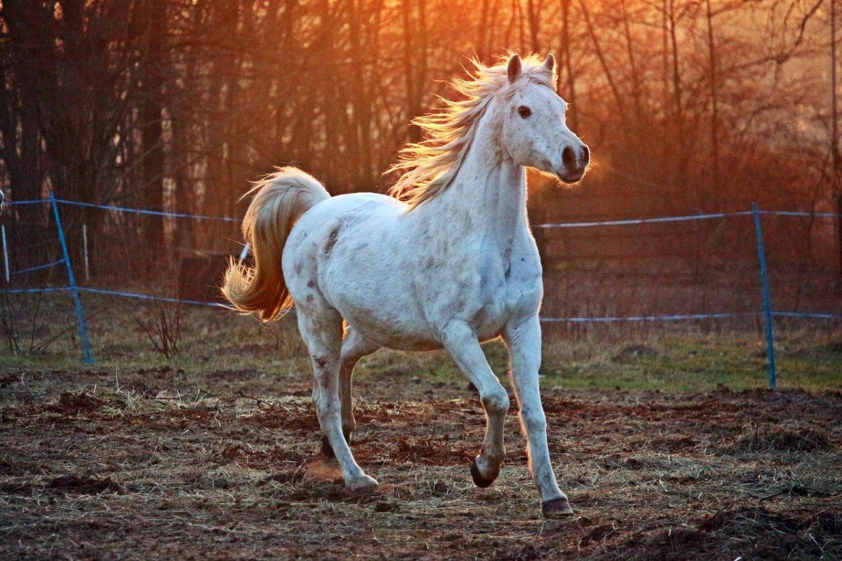 Животное лошадь pixabay.com