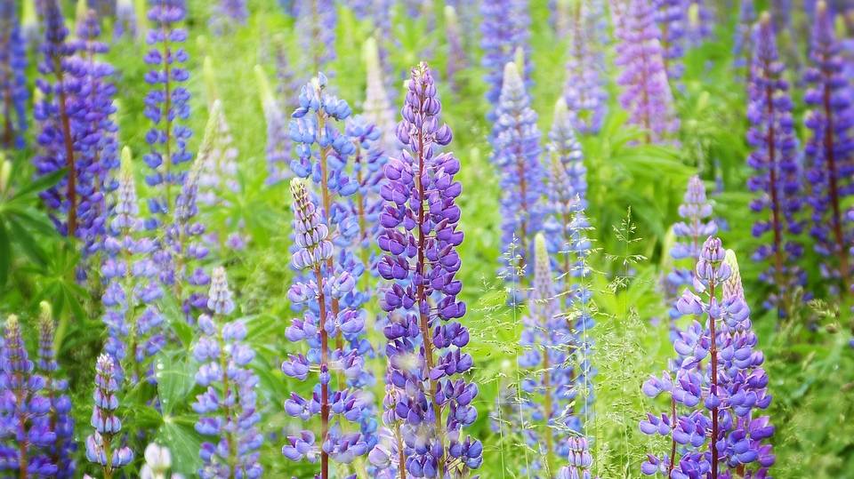 lupine-5236103_960_720