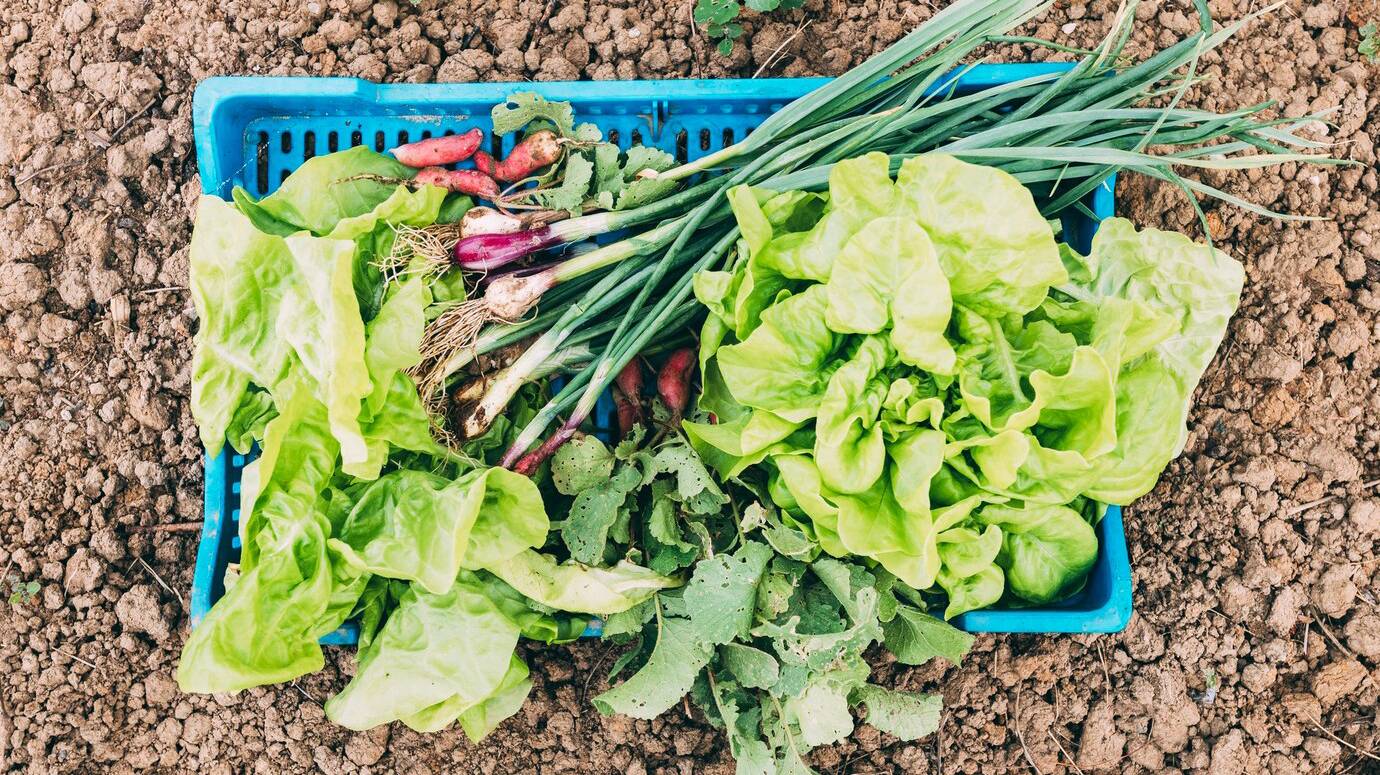 orchard-farm-concept-with-salad_23-2147828935