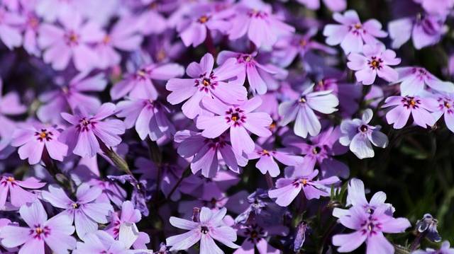 phlox-subulate-3641141_640