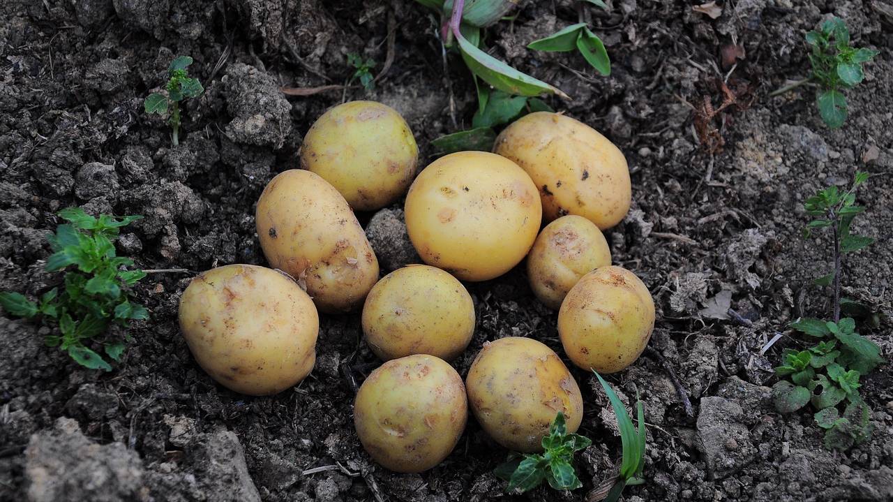 potato-3431841_1280