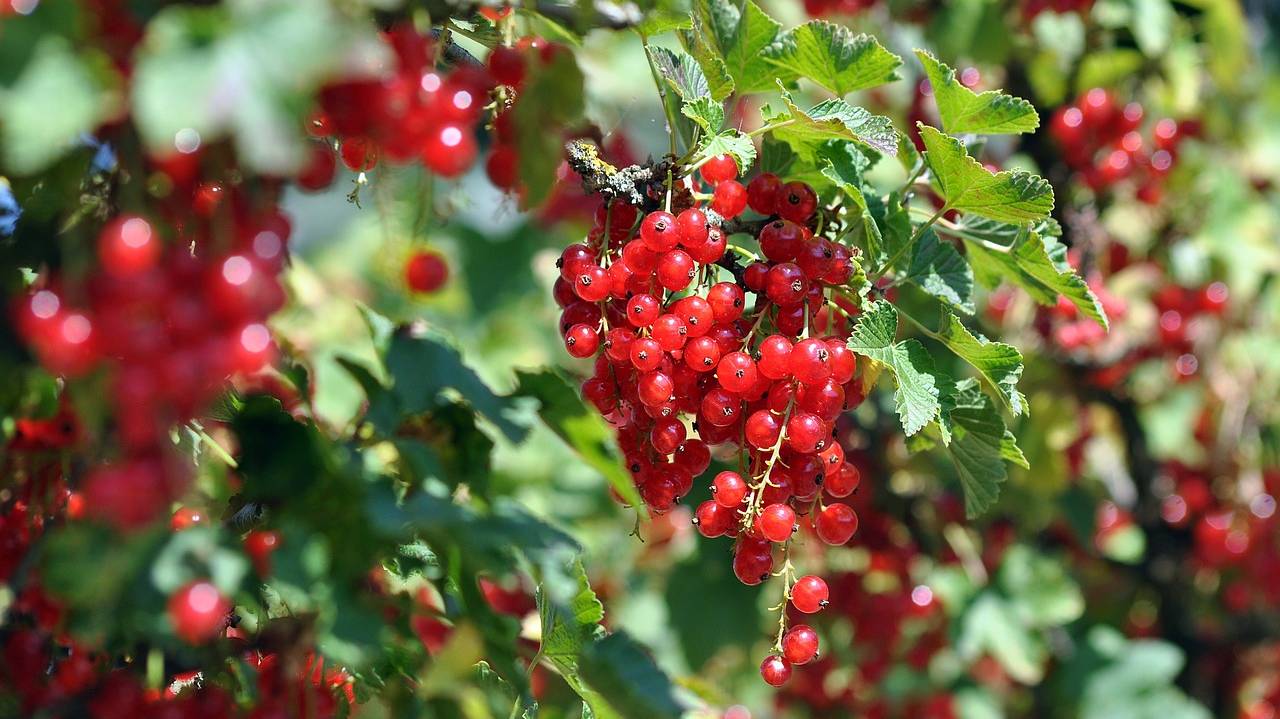 red-currant-7331729_1280