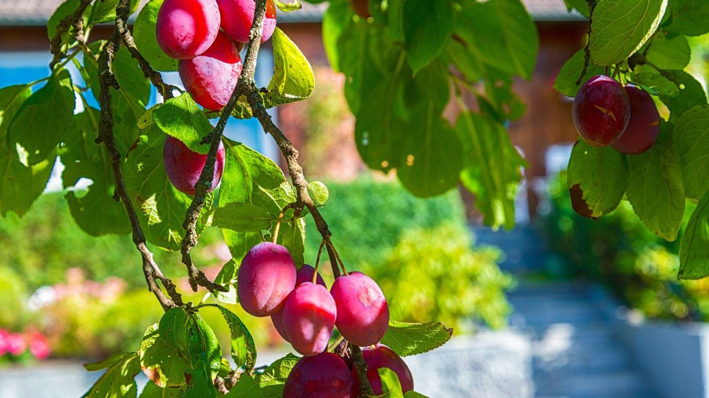 ripe-plums_181624-16231