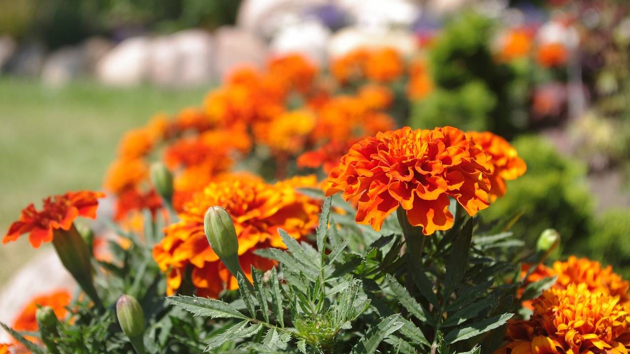 tagetes-7413365_1280