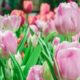 tulips_1388-817