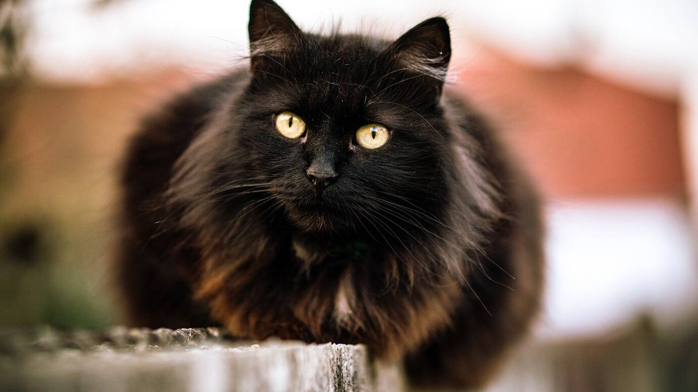 wild-black-cat-with-green-eyes-blurred-background_181624-23729